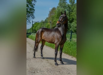 Meer ponys/kleine paarden, Ruin, 3 Jaar, 146 cm, Donkerbruin