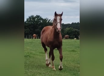 Meer ponys/kleine paarden, Ruin, 3 Jaar