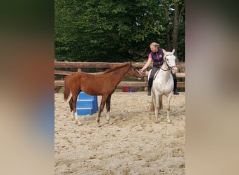 Meer ponys/kleine paarden, Ruin, 3 Jaar