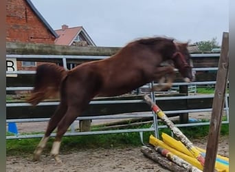 Meer ponys/kleine paarden, Ruin, 3 Jaar