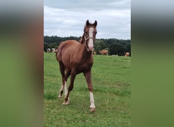 Meer ponys/kleine paarden, Ruin, 3 Jaar