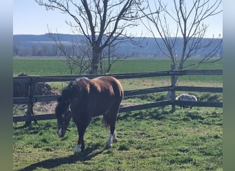 Meer ponys/kleine paarden, Ruin, 4 Jaar, 136 cm, Bruin