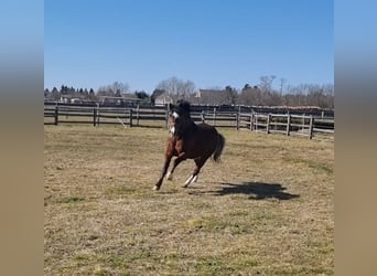 Meer ponys/kleine paarden, Ruin, 4 Jaar, 136 cm, Bruin