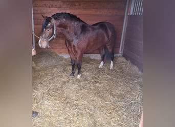 Meer ponys/kleine paarden, Ruin, 4 Jaar, 136 cm, Bruin