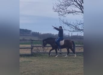 Meer ponys/kleine paarden, Ruin, 4 Jaar, 136 cm, Bruin