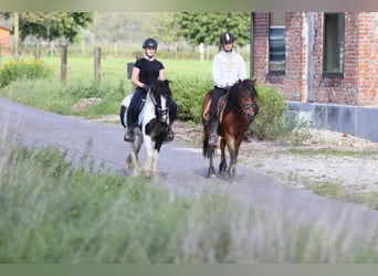 Meer ponys/kleine paarden, Ruin, 4 Jaar, 138 cm, Brauner