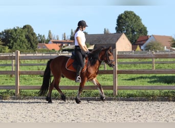 Meer ponys/kleine paarden, Ruin, 4 Jaar, 138 cm, Brauner