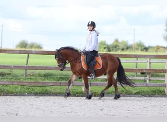 Meer ponys/kleine paarden, Ruin, 4 Jaar, 138 cm, Brauner