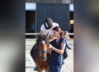 Meer ponys/kleine paarden, Ruin, 4 Jaar, 138 cm, Brauner