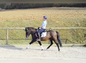 Meer ponys/kleine paarden, Ruin, 4 Jaar, 139 cm, Falbe