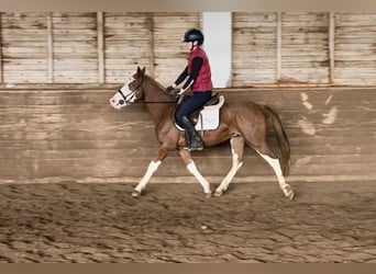 Meer ponys/kleine paarden, Ruin, 4 Jaar, 140 cm, Vos