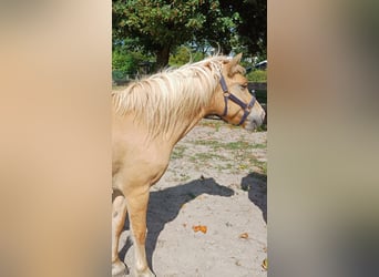 Meer ponys/kleine paarden Mix, Ruin, 4 Jaar, 143 cm, Vos