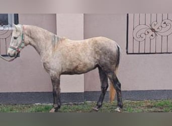 Meer ponys/kleine paarden, Ruin, 4 Jaar, 145 cm