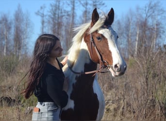 Meer ponys/kleine paarden Mix, Ruin, 4 Jaar, 148 cm, Gevlekt-paard