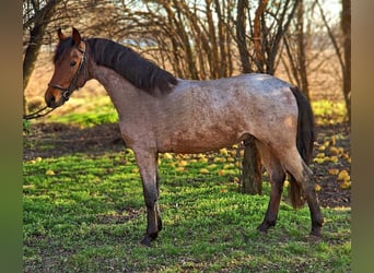 Meer ponys/kleine paarden, Ruin, 4 Jaar, 148 cm