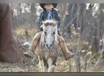 Meer ponys/kleine paarden, Ruin, 4 Jaar, 97 cm, Gevlekt-paard