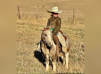 Meer ponys/kleine paarden, Ruin, 4 Jaar, 97 cm, Gevlekt-paard