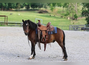 Meer ponys/kleine paarden, Ruin, 5 Jaar, 102 cm, Roodbruin