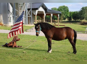 Meer ponys/kleine paarden, Ruin, 5 Jaar, 102 cm, Roodbruin