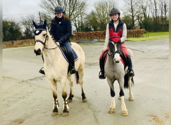 Meer ponys/kleine paarden, Ruin, 5 Jaar, 128 cm, Gevlekt-paard