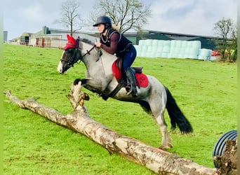 Meer ponys/kleine paarden, Ruin, 5 Jaar, 128 cm, Gevlekt-paard