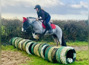 Meer ponys/kleine paarden, Ruin, 5 Jaar, 128 cm, Gevlekt-paard