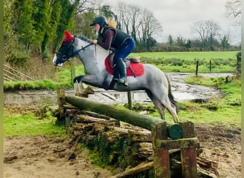 Meer ponys/kleine paarden, Ruin, 5 Jaar, 128 cm, Gevlekt-paard