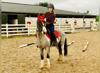 Meer ponys/kleine paarden, Ruin, 5 Jaar, 128 cm, Gevlekt-paard