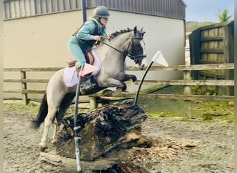 Meer ponys/kleine paarden, Ruin, 5 Jaar, 128 cm, Gevlekt-paard