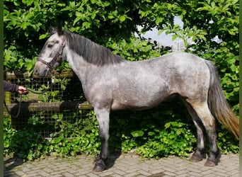 Meer ponys/kleine paarden, Ruin, 5 Jaar, 135 cm