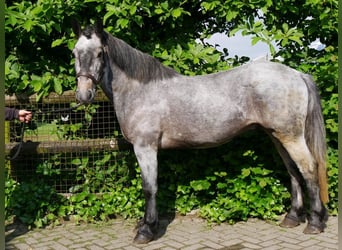 Meer ponys/kleine paarden, Ruin, 5 Jaar, 135 cm