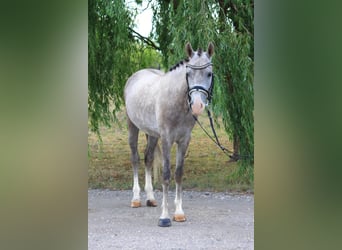 Meer ponys/kleine paarden, Ruin, 5 Jaar, 140 cm, Schimmel