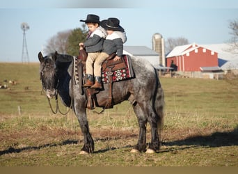 Meer ponys/kleine paarden Mix, Ruin, 5 Jaar, 142 cm, Roan-Blue