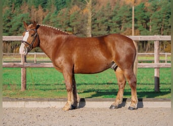 Meer ponys/kleine paarden, Ruin, 5 Jaar, 146 cm, Vos