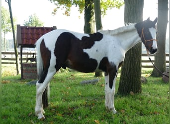 Meer ponys/kleine paarden, Ruin, 5 Jaar, 147 cm, Gevlekt-paard