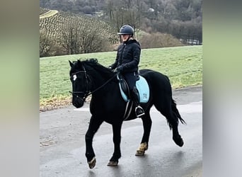 Meer ponys/kleine paarden Mix, Ruin, 5 Jaar, 154 cm, Zwart