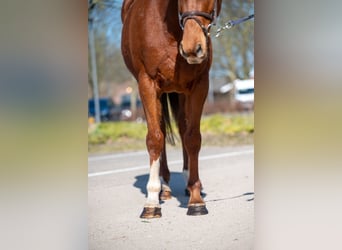 Meer ponys/kleine paarden, Ruin, 5 Jaar, 156 cm, Vos