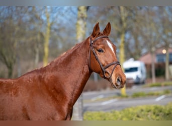 Meer ponys/kleine paarden, Ruin, 5 Jaar, 156 cm, Vos