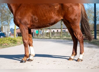 Meer ponys/kleine paarden, Ruin, 5 Jaar, 156 cm, Vos