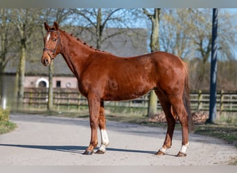 Meer ponys/kleine paarden, Ruin, 5 Jaar, 156 cm, Vos