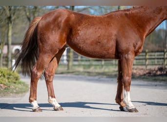 Meer ponys/kleine paarden, Ruin, 5 Jaar, 156 cm, Vos