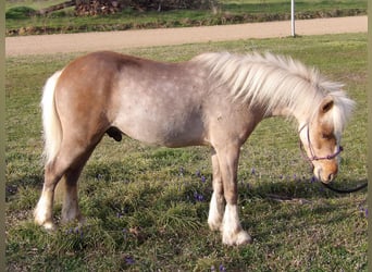Meer ponys/kleine paarden, Ruin, 5 Jaar, 91 cm, Palomino