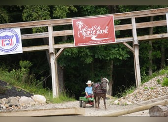 Meer ponys/kleine paarden, Ruin, 5 Jaar, Palomino