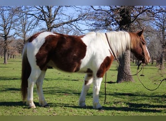 Meer ponys/kleine paarden, Ruin, 6 Jaar, 132 cm, Roodvos