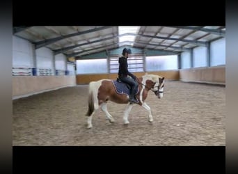 Meer ponys/kleine paarden Mix, Ruin, 6 Jaar, 140 cm, Gevlekt-paard