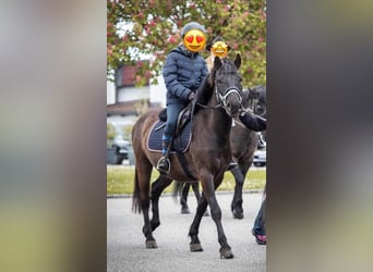 Meer ponys/kleine paarden, Ruin, 6 Jaar, 140 cm, Zwart