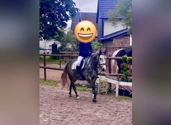 Meer ponys/kleine paarden Mix, Ruin, 6 Jaar, 148 cm, Appelschimmel