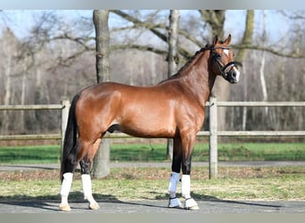 Meer ponys/kleine paarden, Ruin, 6 Jaar, 148 cm, Brauner