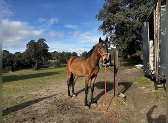 Meer ponys/kleine paarden Mix, Ruin, 6 Jaar, 161 cm, Lichtbruin