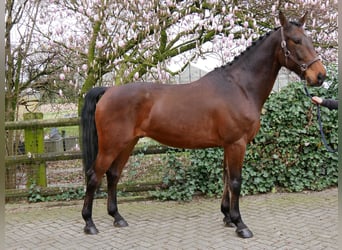 Meer ponys/kleine paarden, Ruin, 6 Jaar, 167 cm